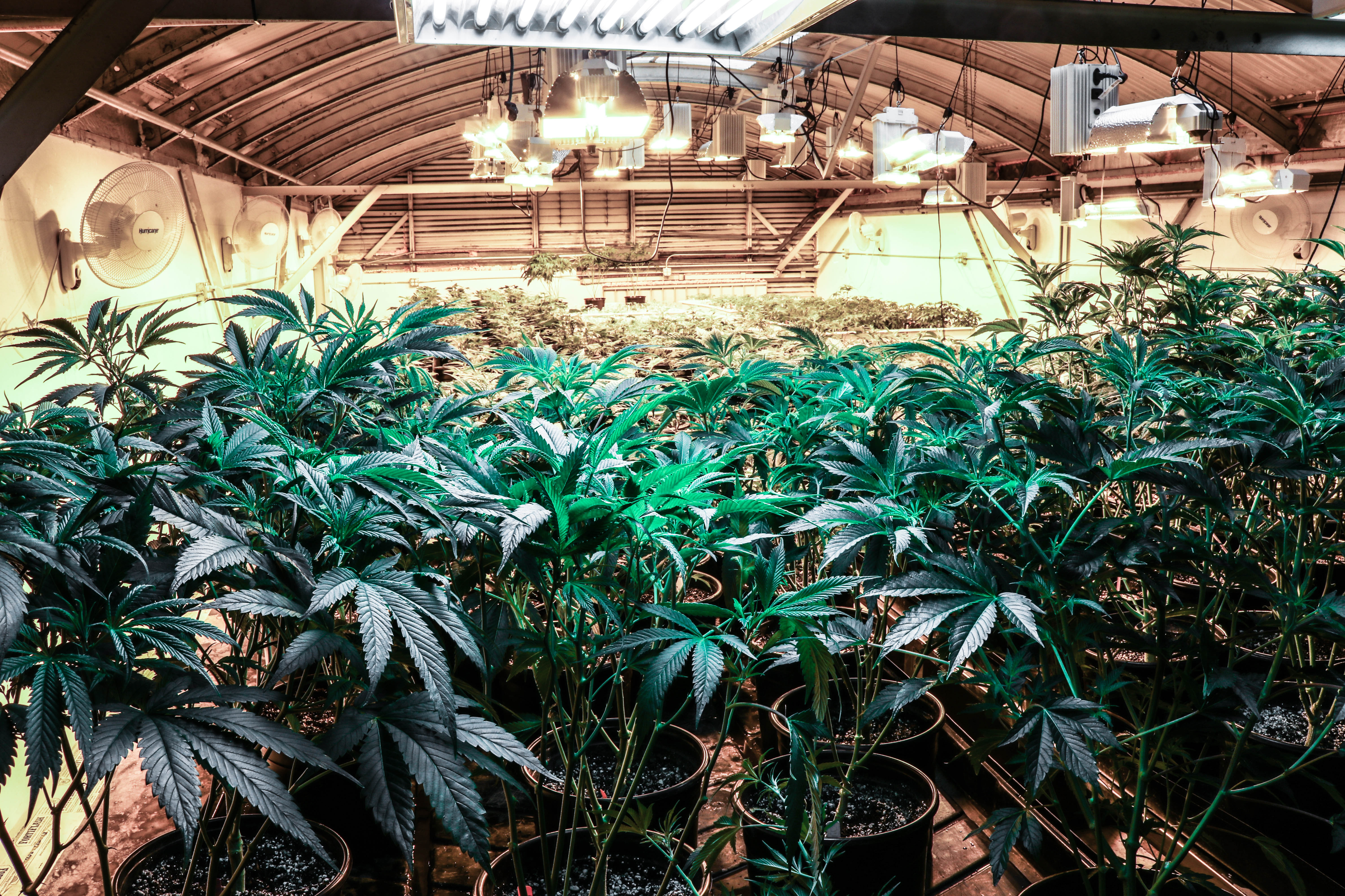 How To Be California Compliant With Cannabis Farming Envirocann